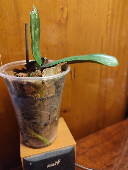 Детка орхидеи Jillion ( Джиллиан)