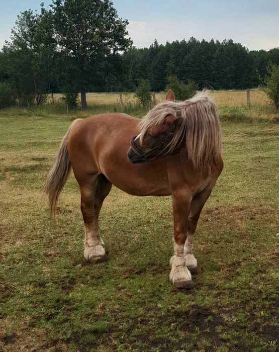 Kobył zaprzengana do bryczki spokojna