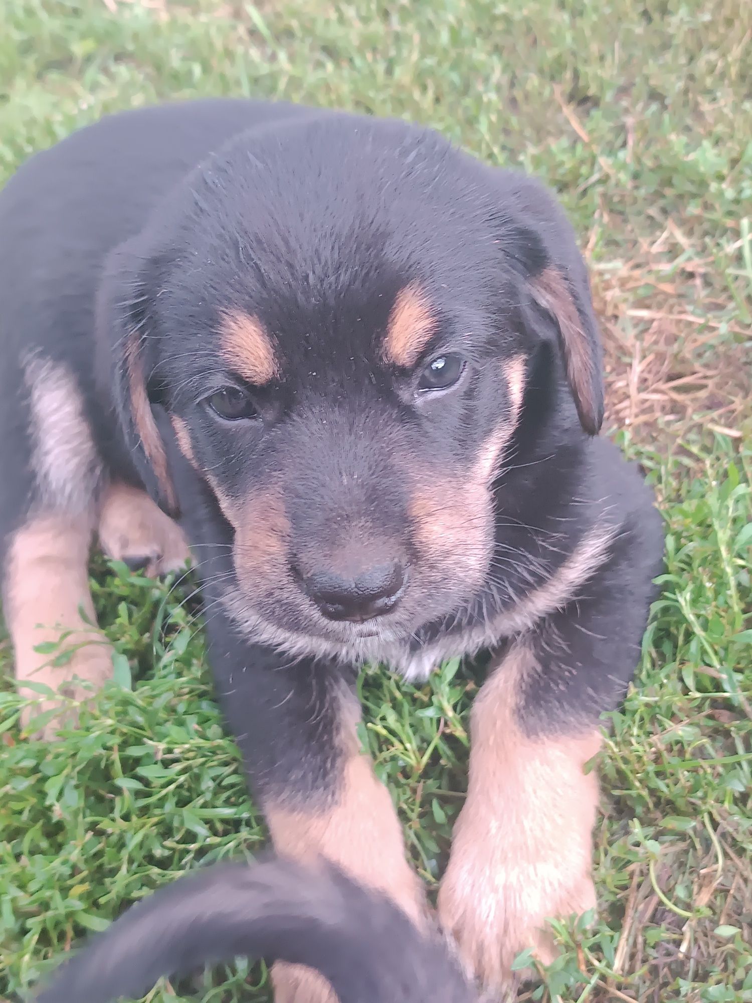 Pieski do adopcji