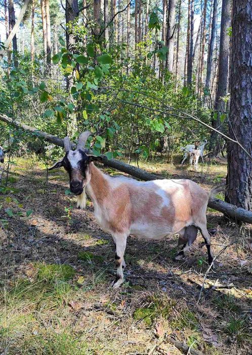 Продаються козочки