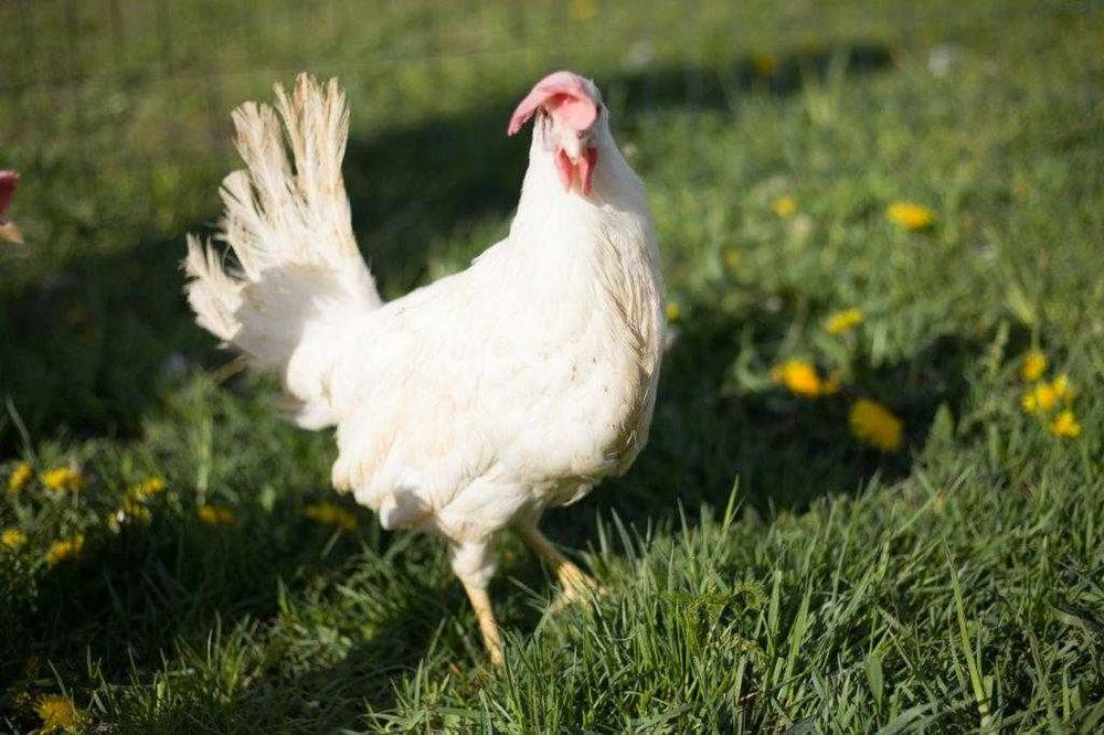 Kurki nioski odchowane Tetra tintet