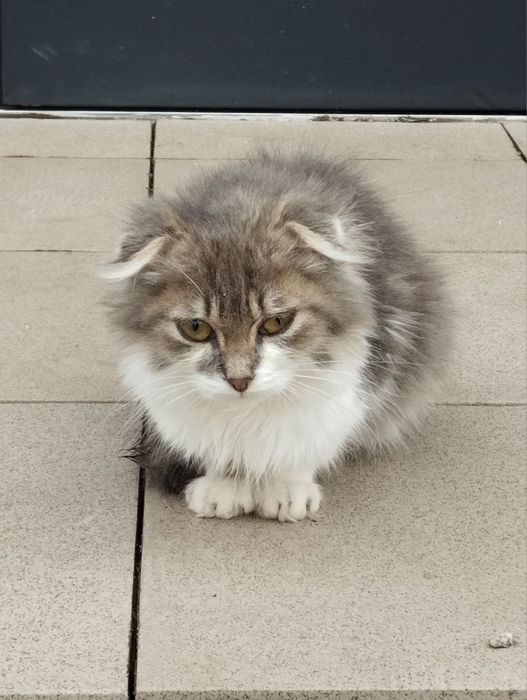 продам клаповухую кошку привита от блох и глистов