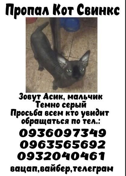 Пропал кот Сфинкс