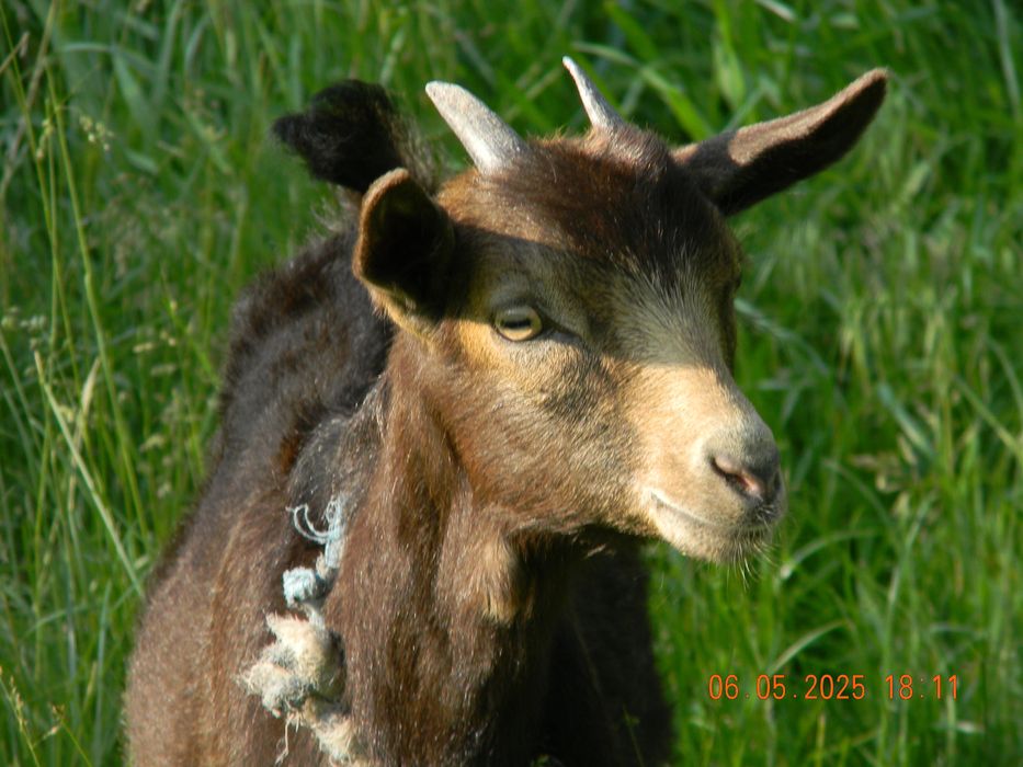 Продам фотоапарат Nikon