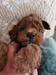 Pudel toy red brown