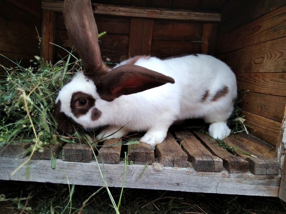 Продам кроликов немецкий пёстрый великан