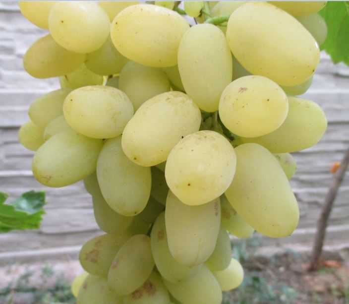 Крупные саженцы Столового винограда