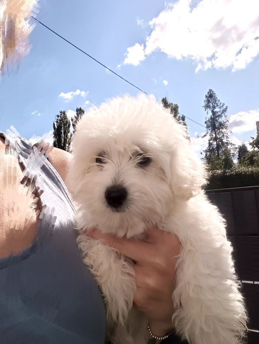 Maltipoo piękna unikatowa śnieżnobiała suczka. Gotowa do odbioru.