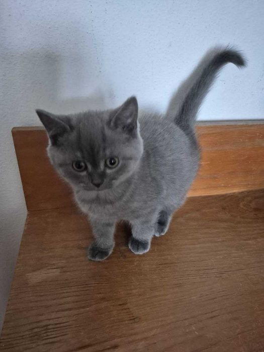 Gatinha Scotish Straight