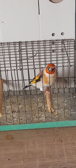 Sprzedam szczygly majory