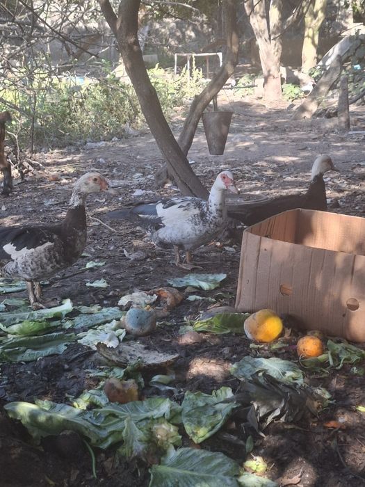 Patos mudos adultos e pequenos