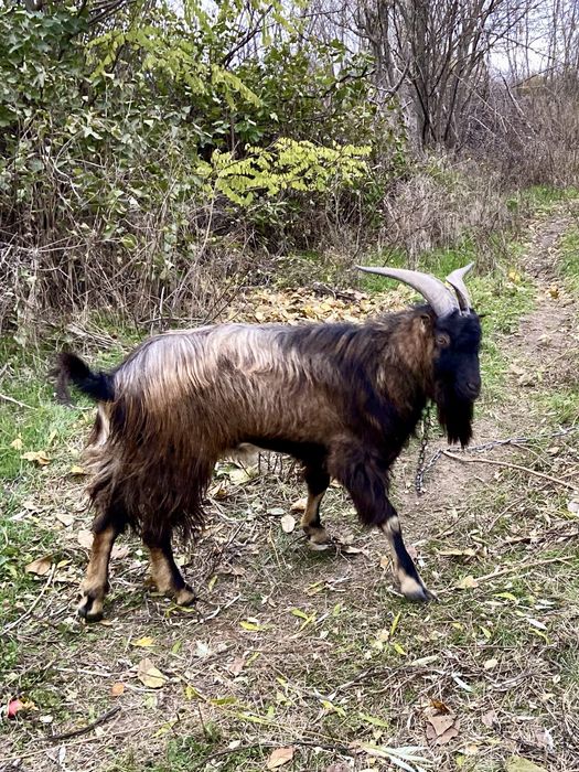 Цап, козел Ламанча