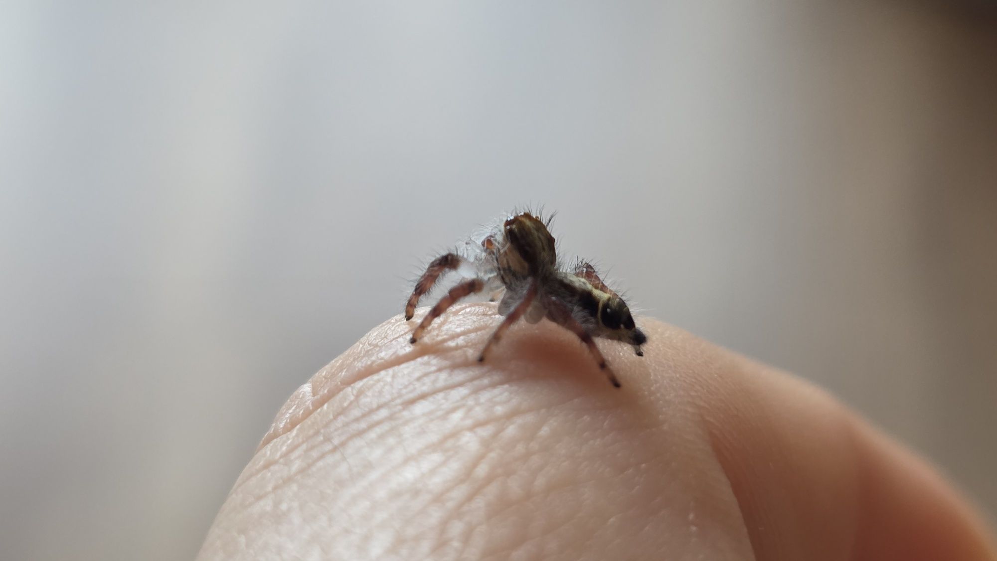 Hyllus Diardi L2/L3/L4 - jedne z największych skakunów