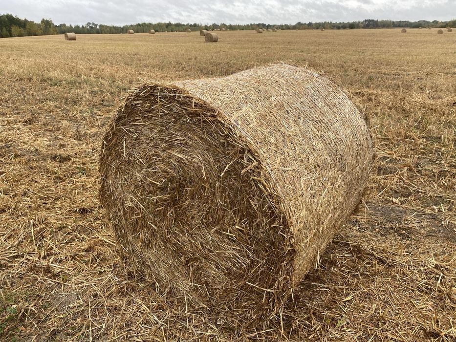 Солома пшенична і овсяна