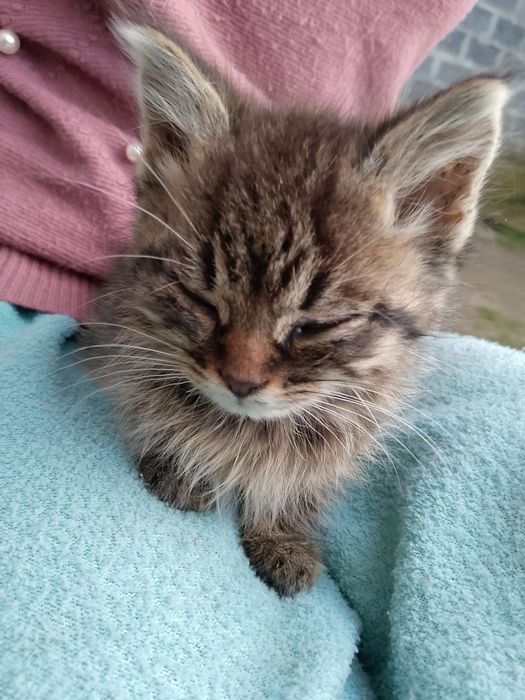 ВІДАМ КОШЕНЯТ в добрі руки