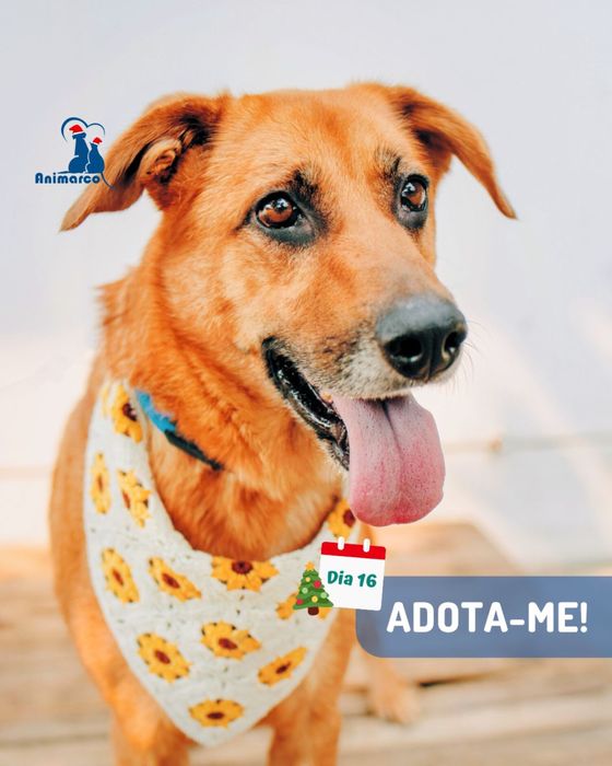 Chica - cadela porte medio grande