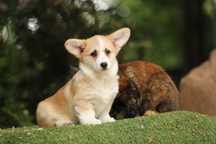 Welsh Corgi Pembroke naturalny bobtail sunia