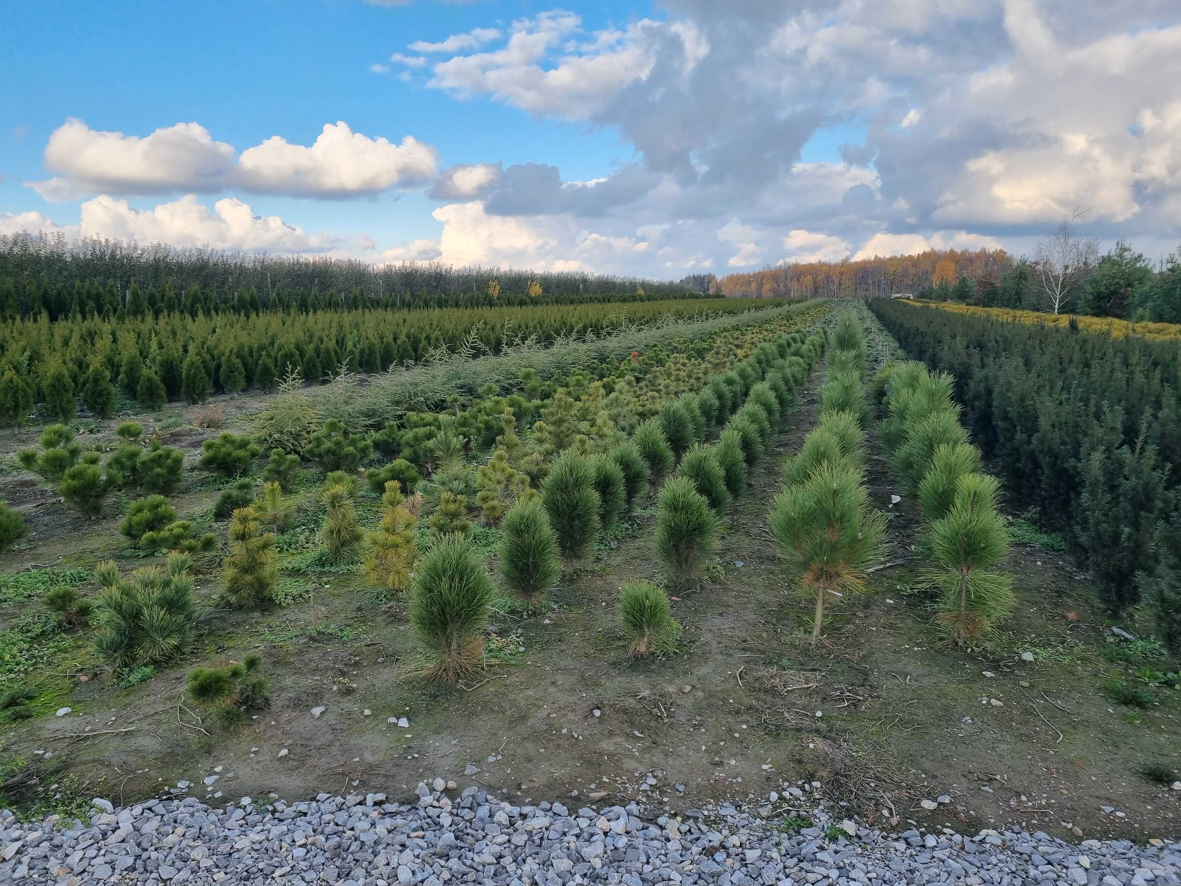 Tuja kórnik, tuja kurnik, żywotnik zachodni kórnik, thuja kurnik