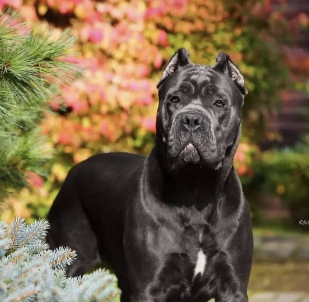 Елітний питомник пропонує щенят-Cane corso