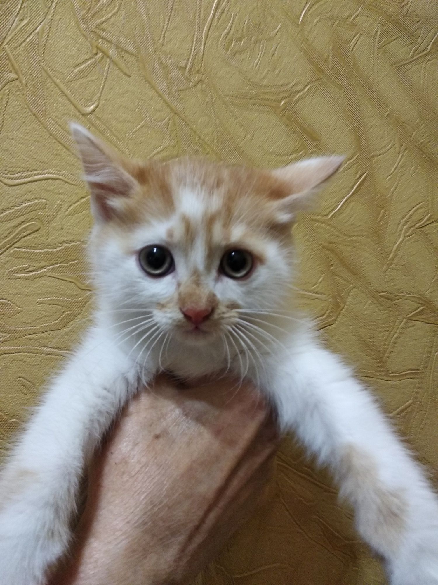 Красивые котята.