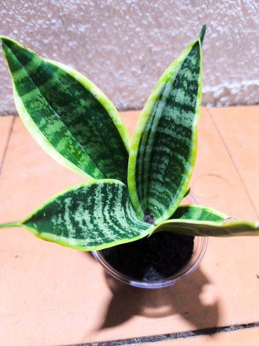 Espada de São Jorge