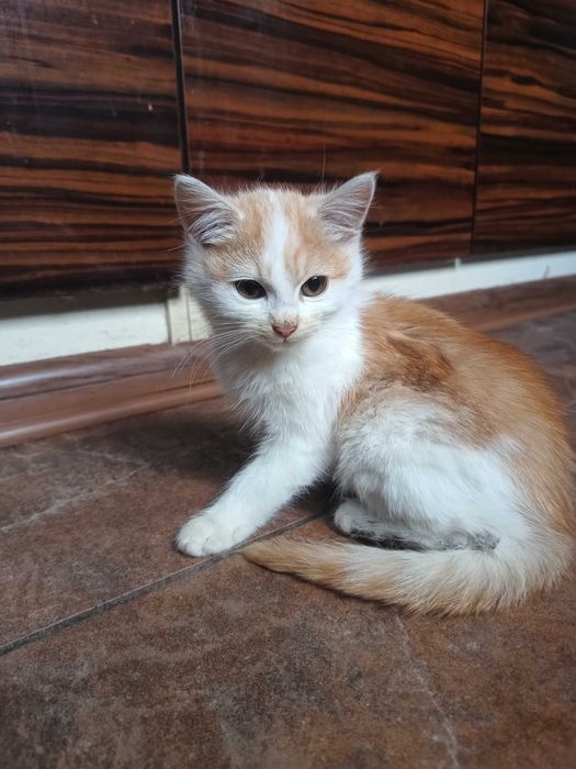 Dwie kotki szukają domu