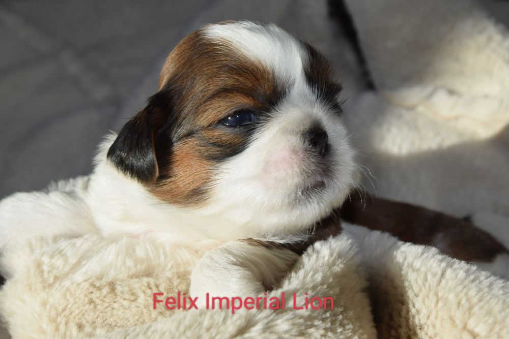 Felix Shih Tzu pies szczeniak rodowód śliczny UBEZPIECZENIE