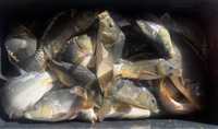Karp kroczek narybek królewski golec żywy ryba