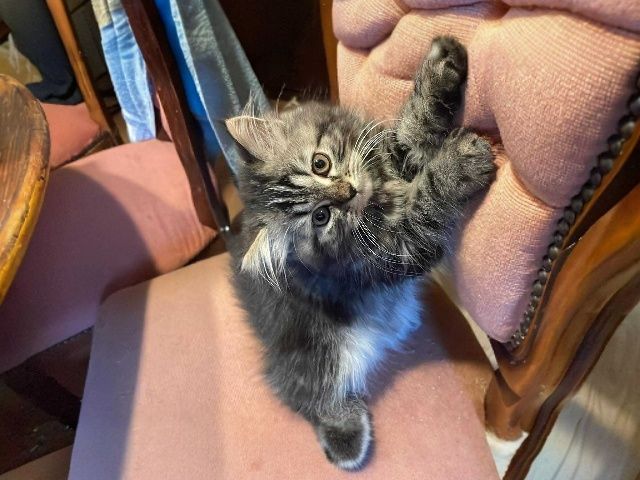 Piękny kocurek perski pręgowany z rodowodem