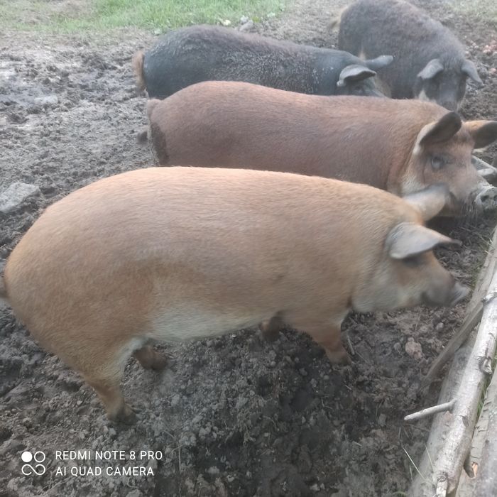Сільське господарство