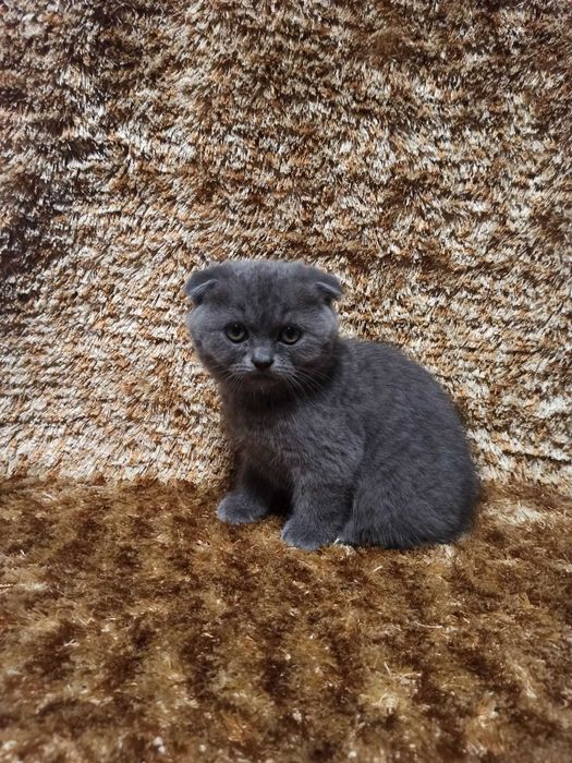 Gatinho Scottish Fold