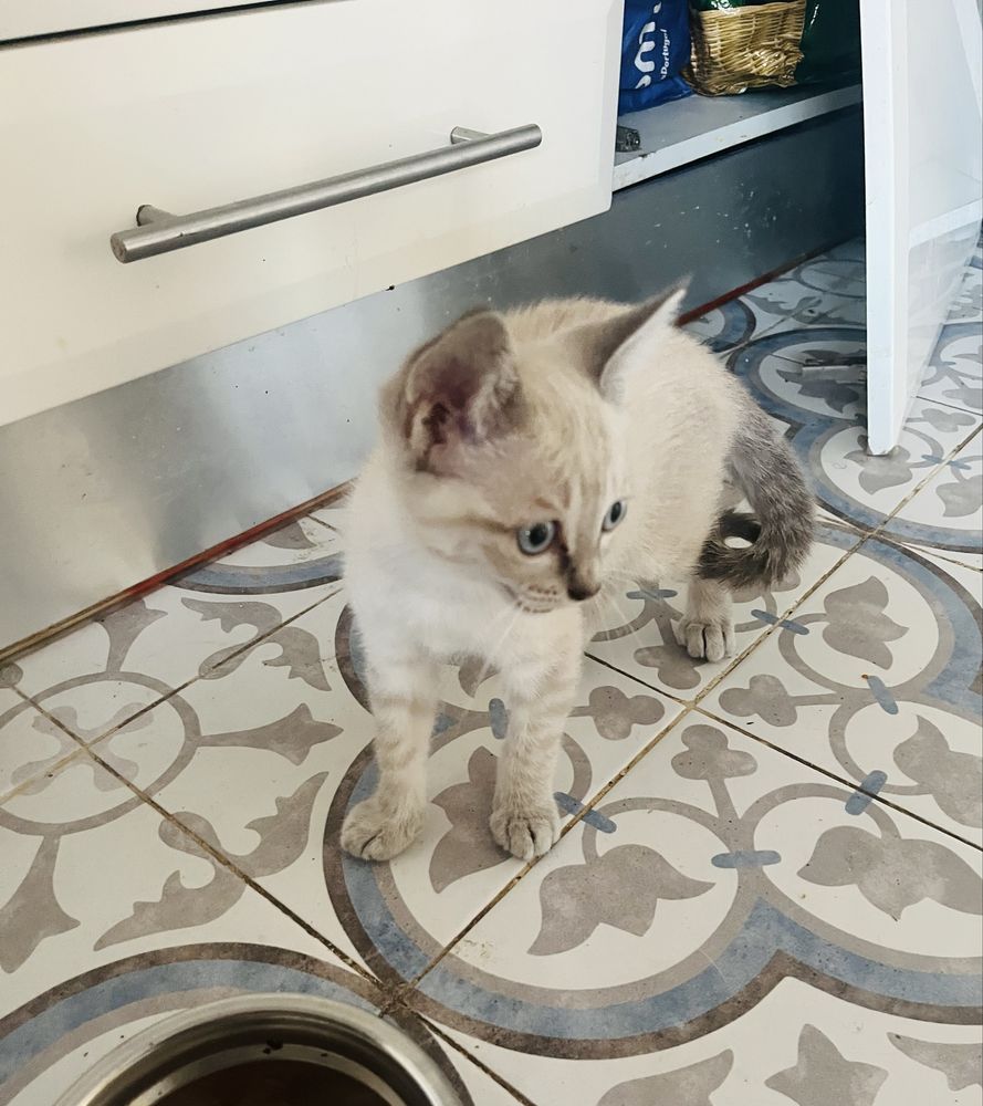 Dou gatinha bebé