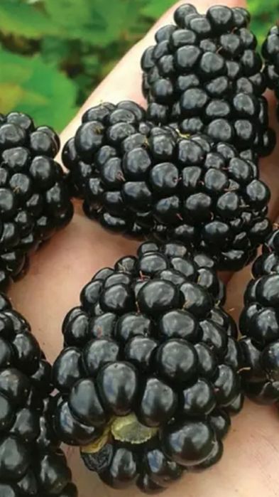 Ежевика Прайм Арк Фридом