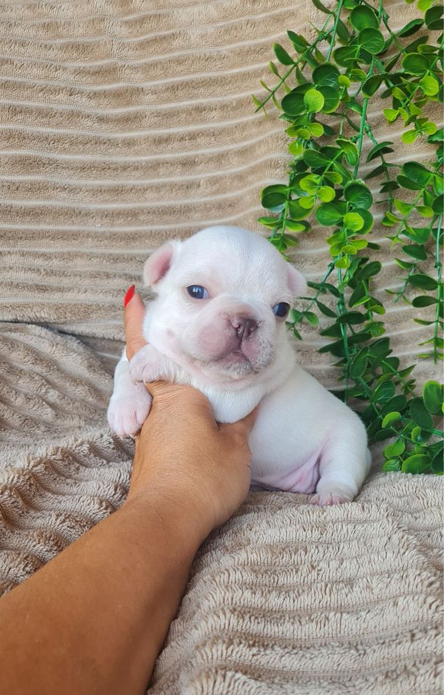 Estupendo Bulldog/Bouledogue Francês. Qualidade