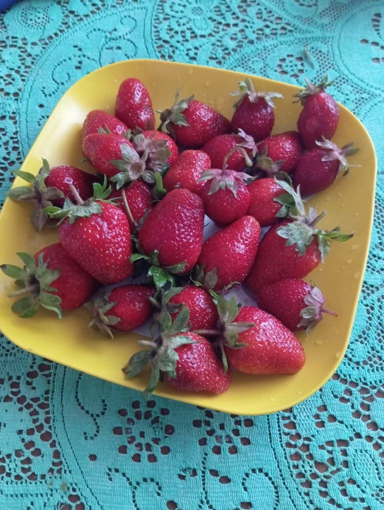 Продам ранню полуницю