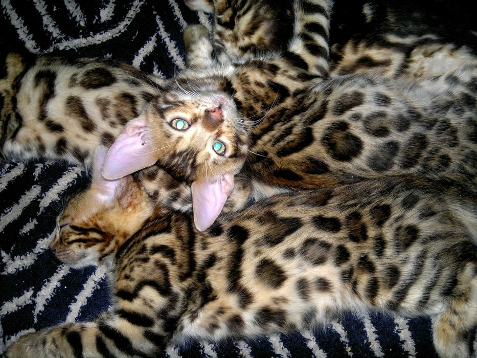 Насправді домашні бенгальські котятка для сімї чи розведення