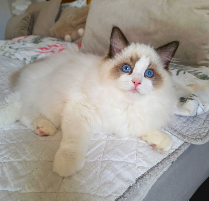 Uroczy kocurek jak miś przytulanka