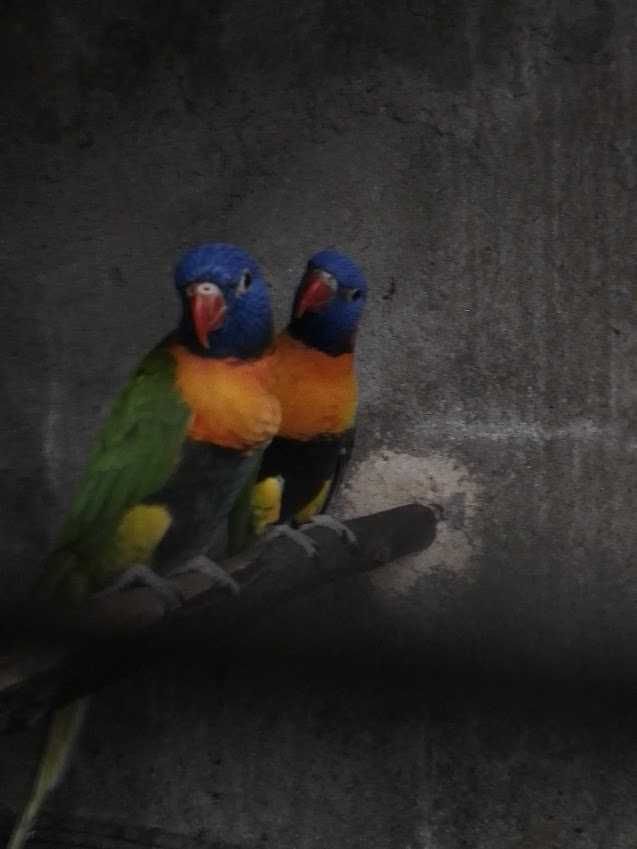Loris Rubritorquis adulto