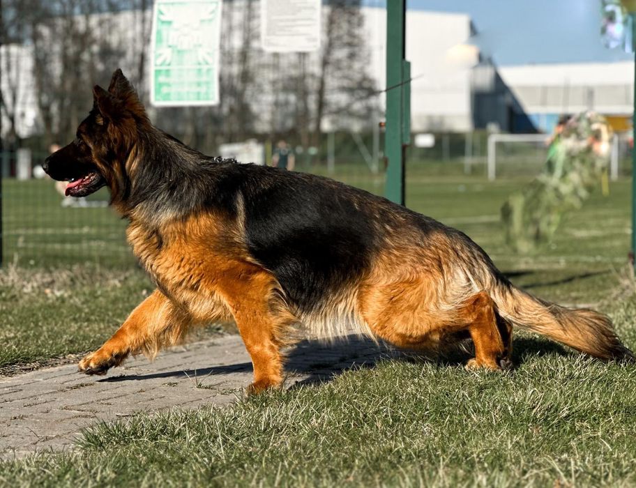 Owczarek niemiecki długowłosy FCI
