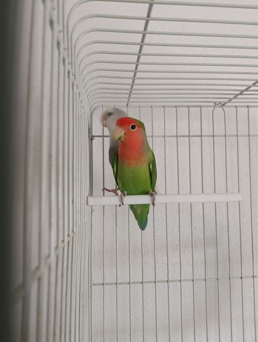 Casal agapornis reprodutor