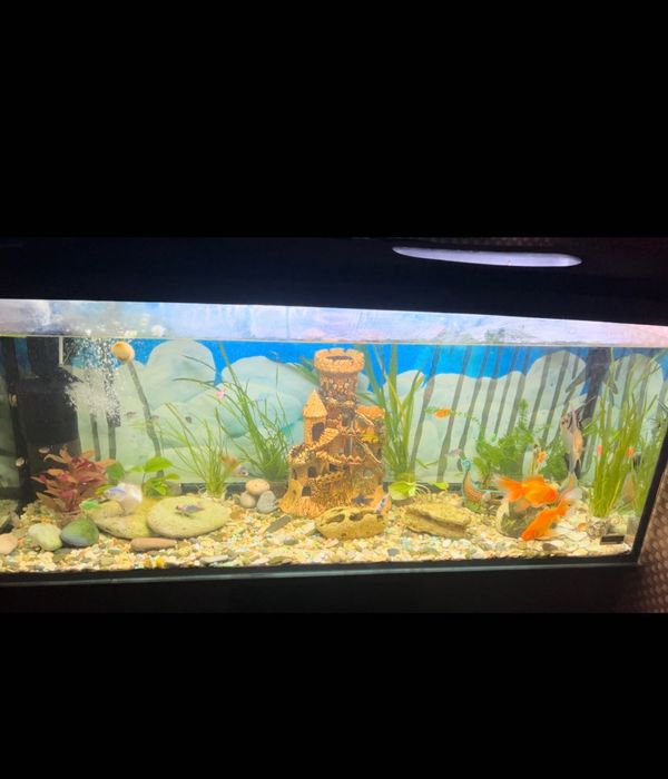 Аквариум  250 литров