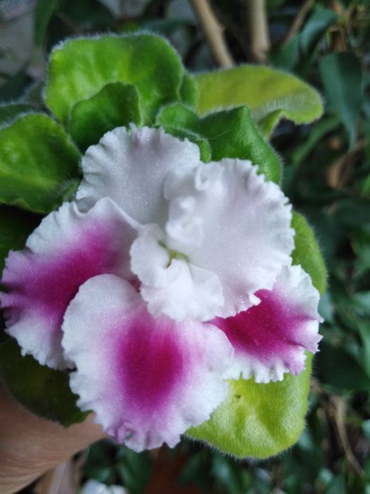 Фиалки разные расцветки сентполии  детки листики с/с и укорененные