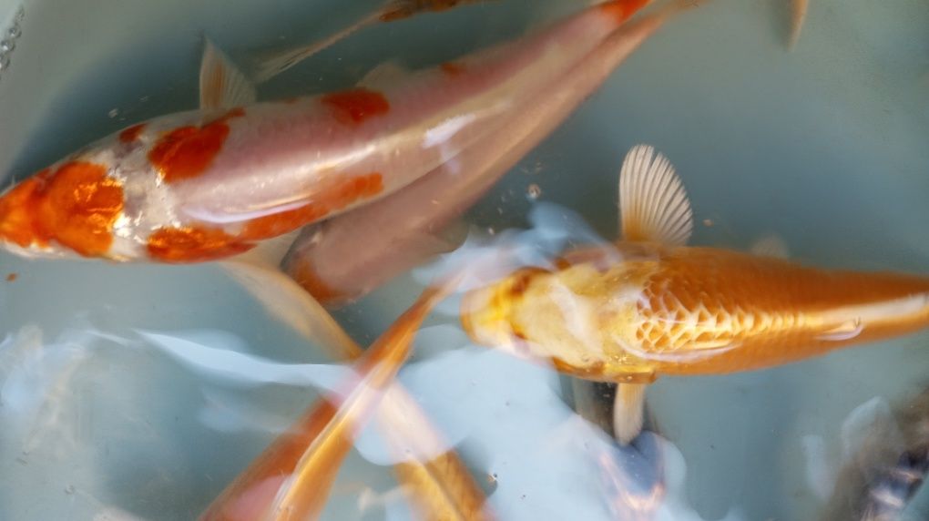 Karp Koi w sprzedaży
