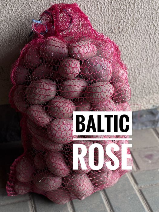 Ziemniaki odmiana Baltic Rose 1 zł/kg - możliwa dostawa