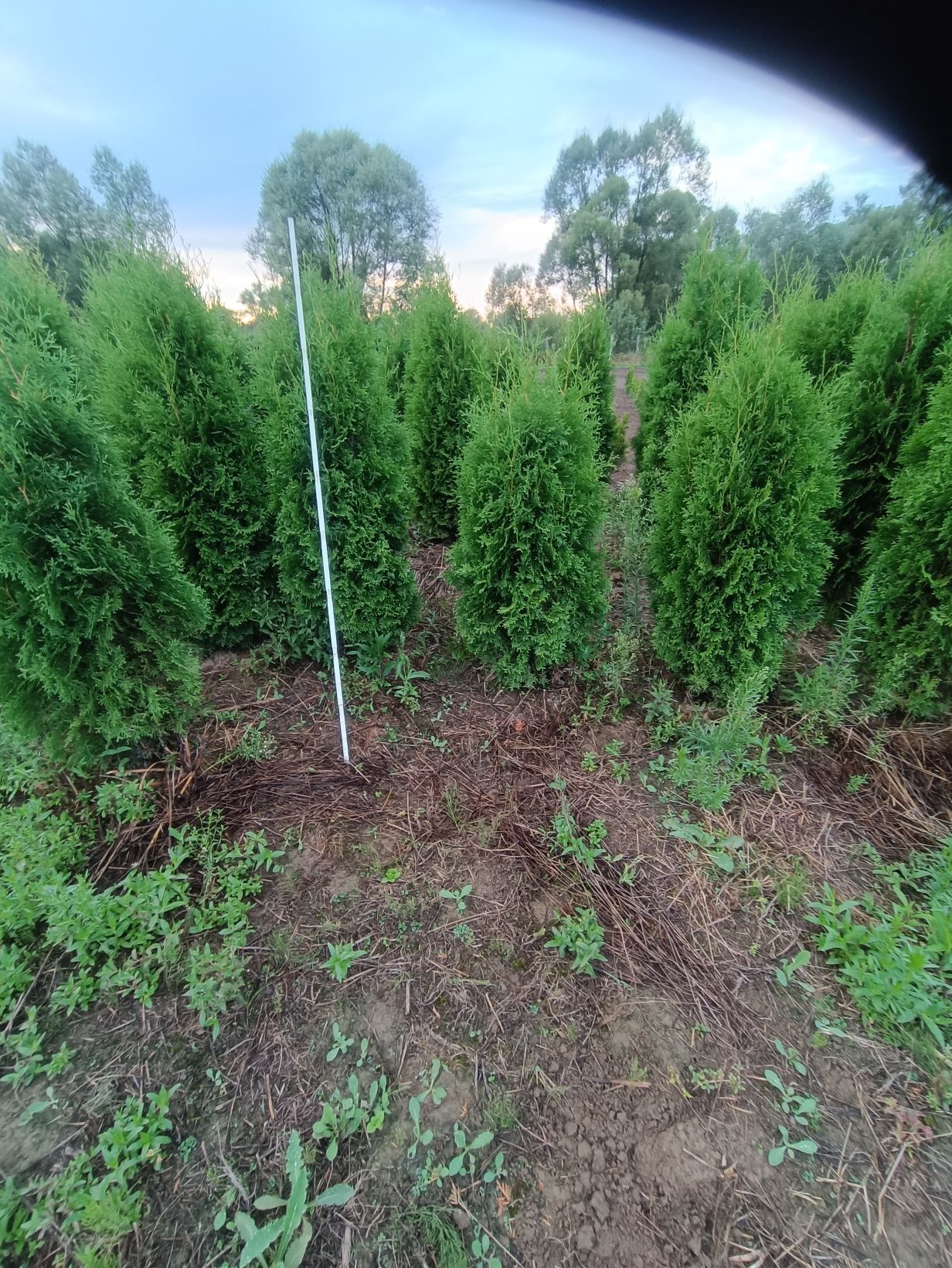 Tuja Columna nie szmaragd 180 cm