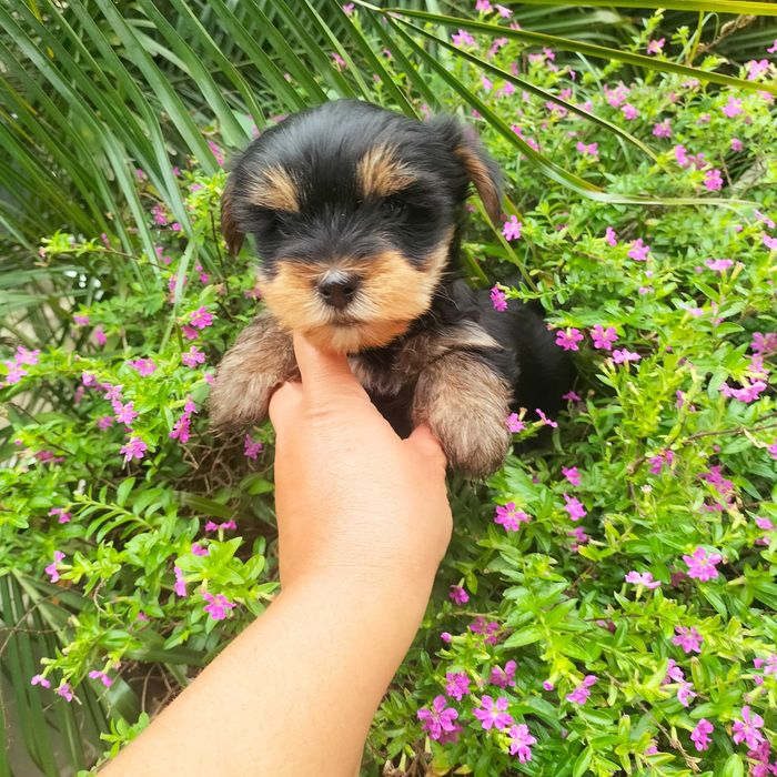 Yorkshire Terrier fêmea