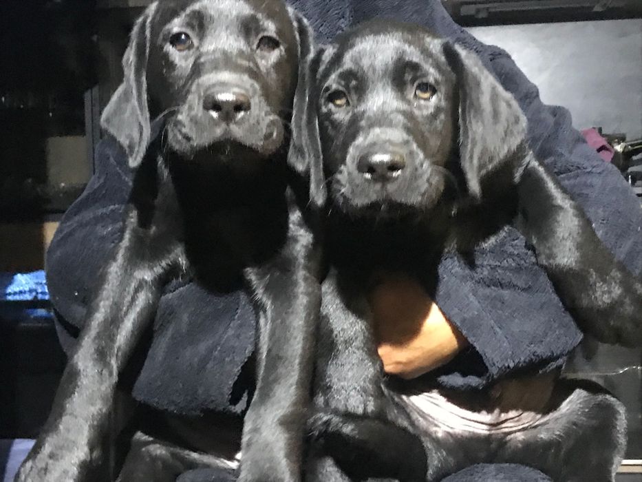 Щенки Лабрадор ретривер