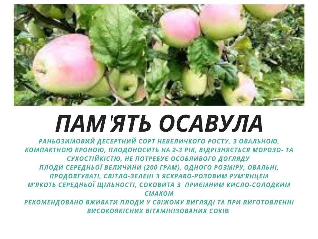 Саджанці яблунь (сезон - весна 2024р.)