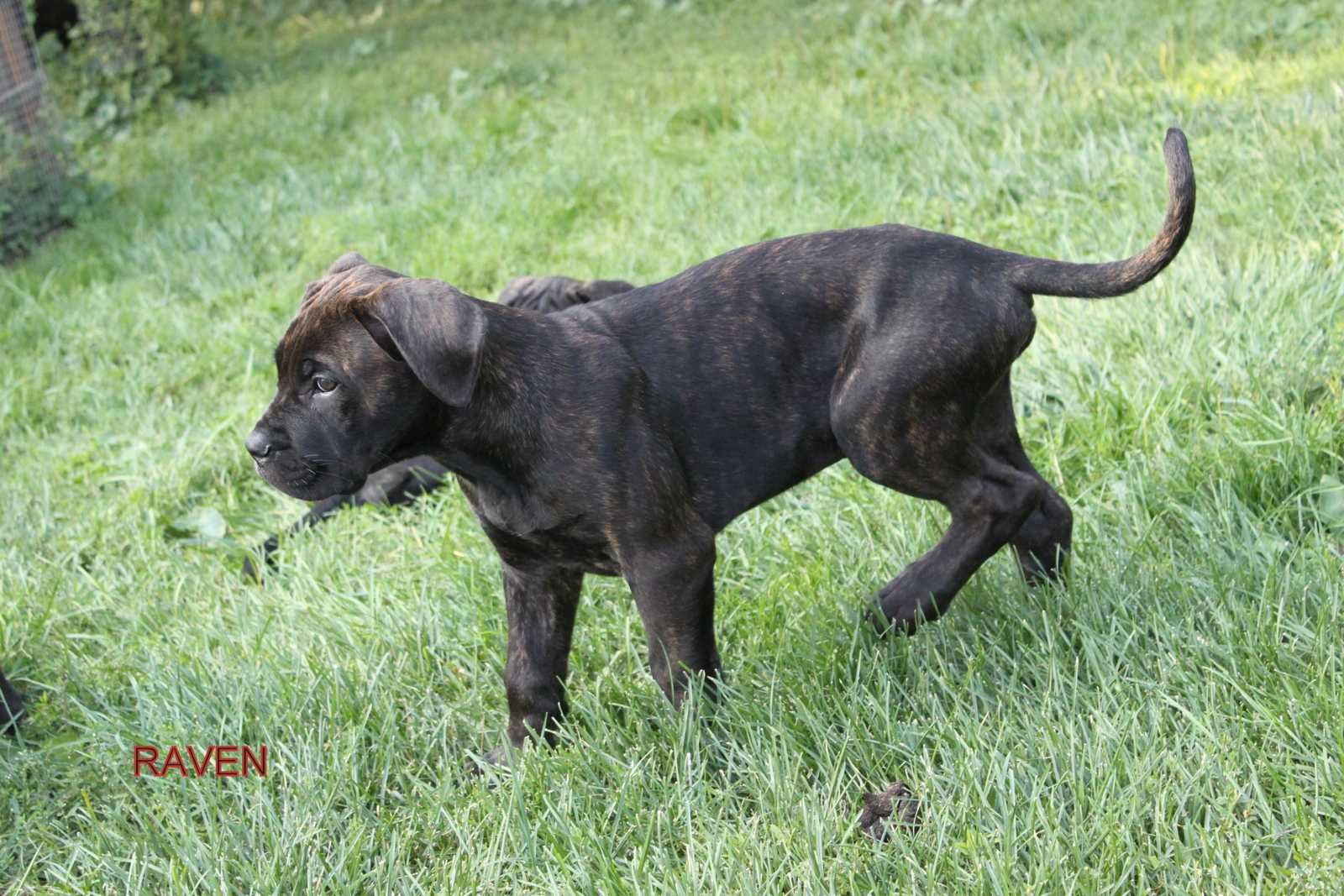 Cane Corso rod FCI RAVEN spokojny samczyk o przemiłym charakterze