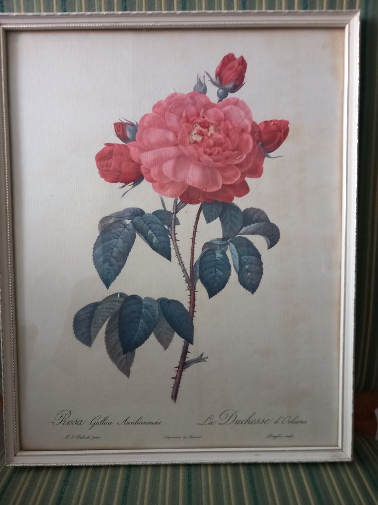 Stary obraz Róża.